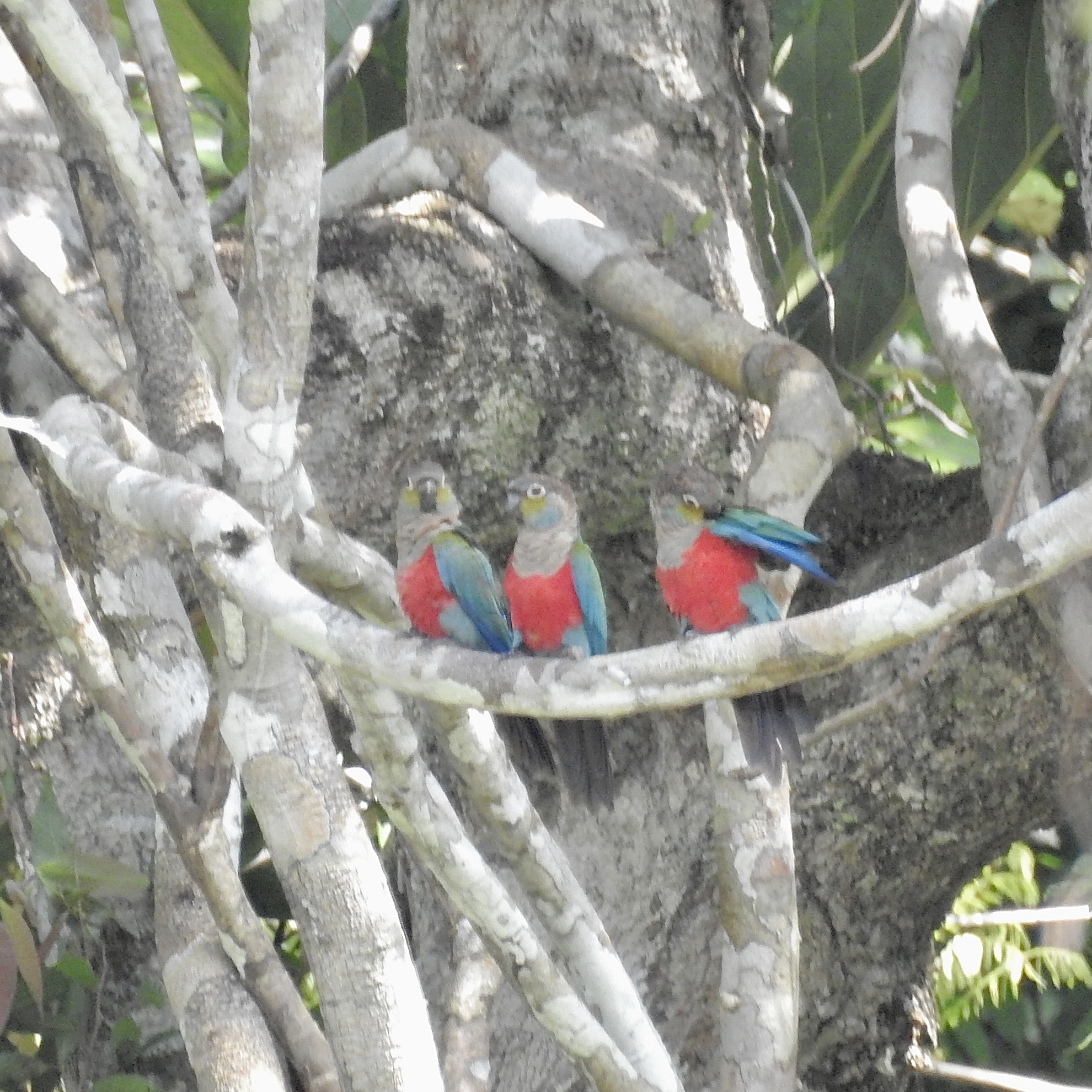 Crimson-bellied Parakeet (Pyrrhura perlata), photo 2