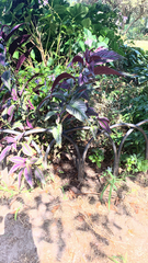 Strobilanthes auriculata dyeriana