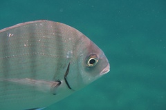 Diplodus