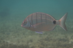 Diplodus