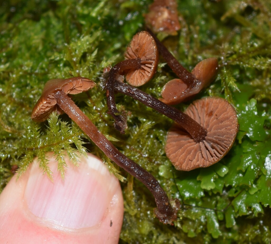 Kuehneromyces brunneoalbescens · June 2025 · photo: © davidwhyte (iNaturalist, cc-by-sa)