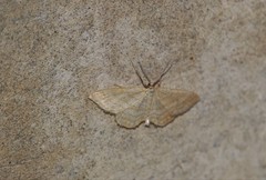 Idaea macilentaria