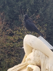 Corvus corone