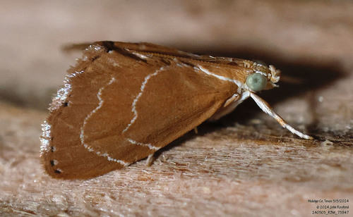 Glaphyria peremptalis photo 5
