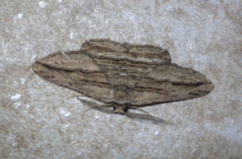 Menophra harterti