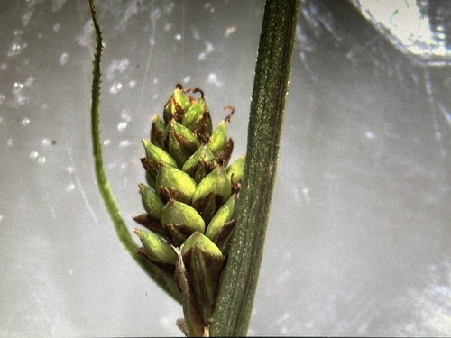 Yukon sedge (Carex bonanzensis)