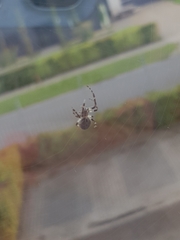 Larinioides sclopetarius