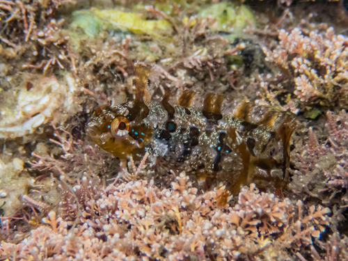 Spotted kelpfish (Gibbonsia elegans) — Clinidae