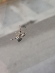 Larinioides sclopetarius