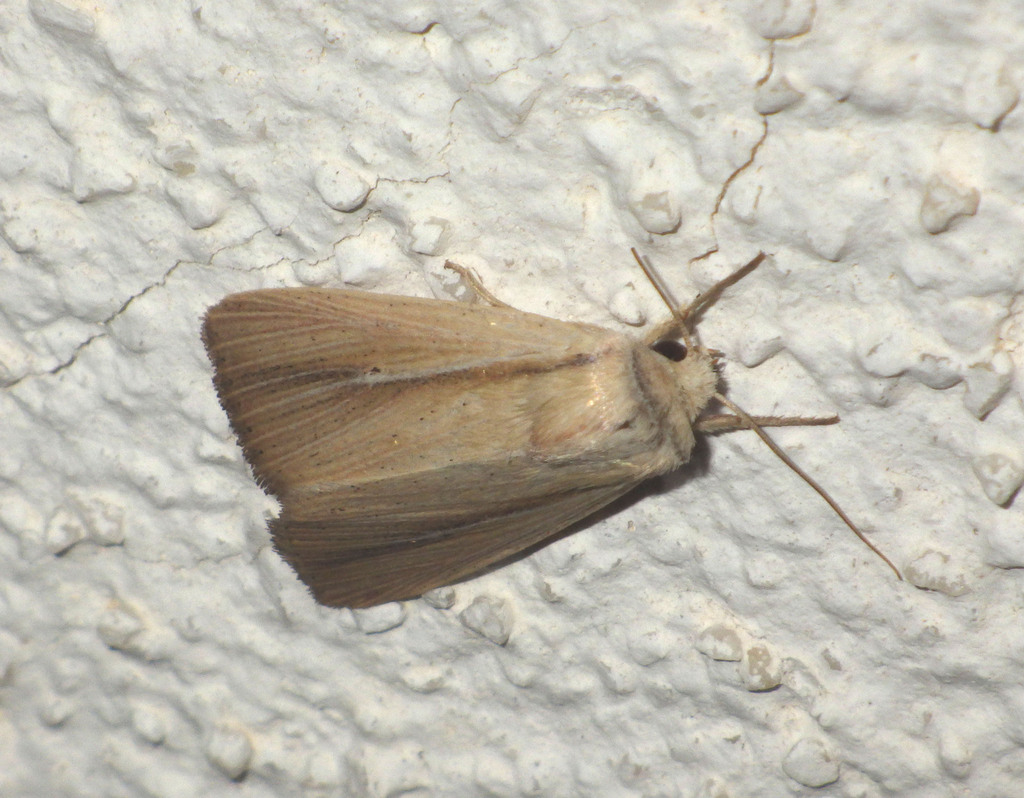 Mythimna prominens