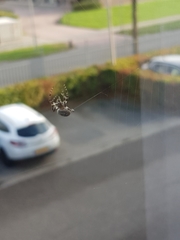 Larinioides sclopetarius