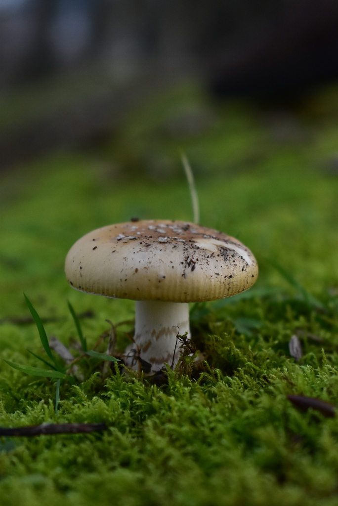 Amanita toxica · June 2025 · photo: © amoxiconclav (iNaturalist, cc-by)
