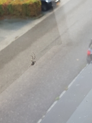 Larinioides sclopetarius