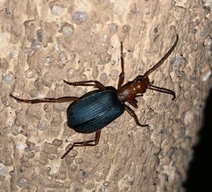 Brachinus elongatulus