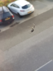 Larinioides sclopetarius