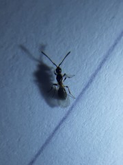 Diapriinae