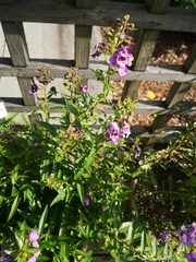 Angelonia angustifolia