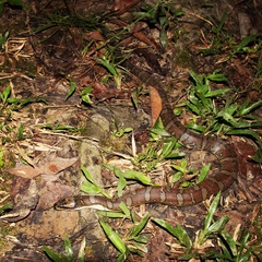 Homalopsis buccata