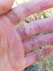 Blepharoneuron tricholepis