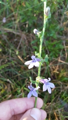 Lobelia reverchonii