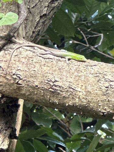 Emerald Skink, Lamprolepis smaragdina