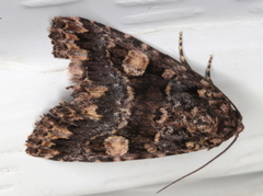 Condica macrosema