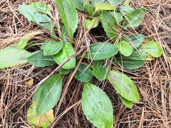 Packera toluccana