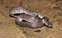 Pareas margaritophorus