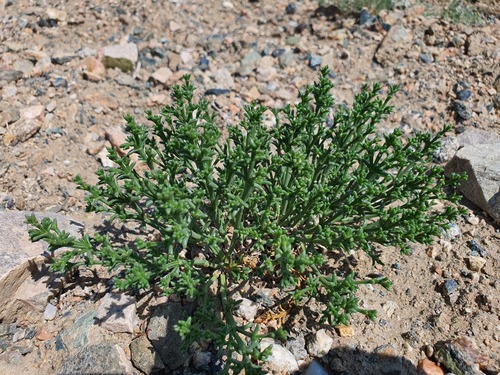 Anabasis pelliotii (Anabasis pelliotii)