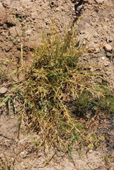 Aspalathus alpestris