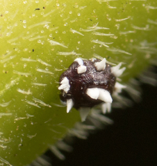 Ceroplastes cirripediformis