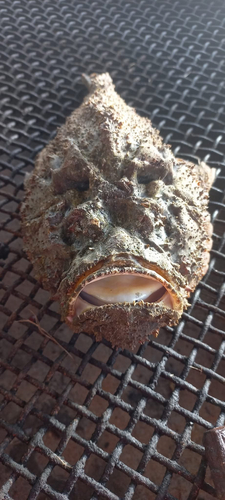 Stonefish