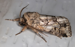 Spodoptera umbraculata
