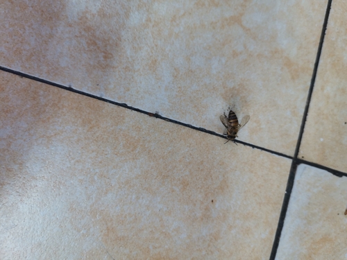 Asian Honey Bee