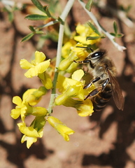Lotononis viborgioides