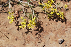 Lotononis viborgioides