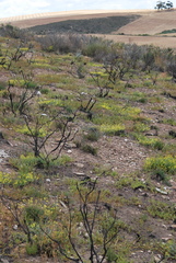 Lotononis viborgioides