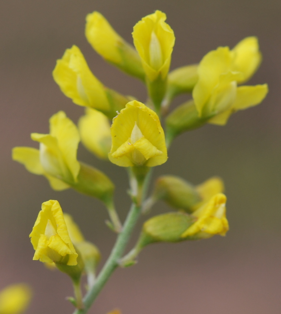 Lotononis viborgioides