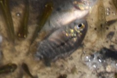 Cichlasoma
