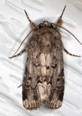 Spodoptera umbraculata