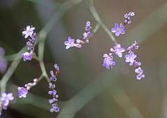 Limonium narbonense