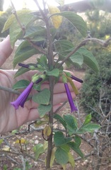 Iochroma cyaneum