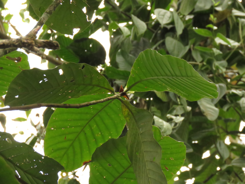 Elaeagia utilis