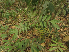 Chamaedorea pinnatifrons