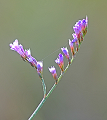 Limonium narbonense