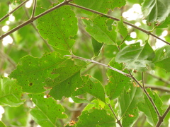 Zinowiewia australis