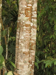 Zinowiewia australis