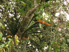 Aechmea latifolia