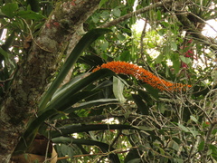 Aechmea latifolia