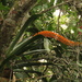 Aechmea latifolia - Photo (c) Mateo Hernandez Schmidt, algunos derechos reservados (CC BY-NC-SA), subido por Mateo Hernandez Schmidt